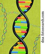 DNA DNA