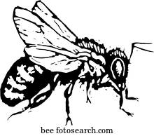 biene biene