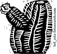 Ein Käfig voller Kaktus