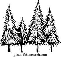 Pine Trees Pine Trees