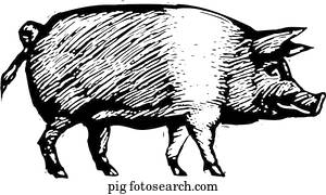 schwein schwein