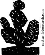 cacto