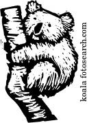 koala