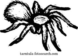 vogelspinne vogelspinne