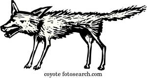 coiote