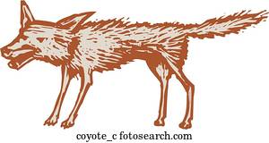 coiote