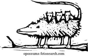 opossum, familie opossum, familie