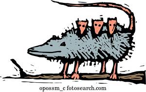 opossum, familie opossum, familie