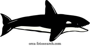 orca orca