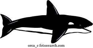 orca orca