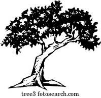 baum 3 baum 3