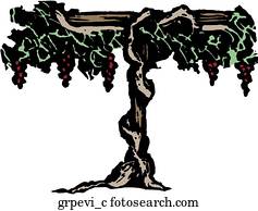 Grapevine Grapevine