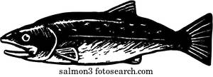 Salmon 3