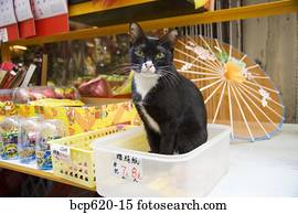 gato senta-se, com, mercadoria, em, hong kong, loja