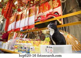 gato senta-se, com, mercadoria, em, hong kong, loja