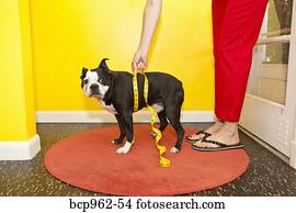 frau, messtechnik, hund, taille