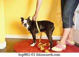 vrouw, het meten, hond, taille