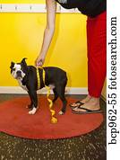 Woman measuring dog's waist