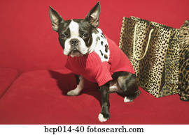 A dog in a red jacket on a red sofa. A dog in a red jacket on a red sofa.
