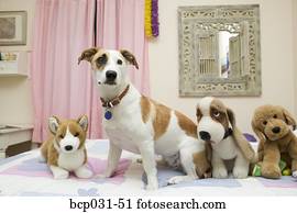 Dog sitting with stuffed animals