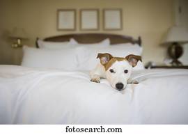 cachorro pequeno, deitando, cama