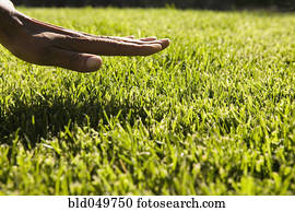 cima, de, ceda, capim