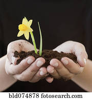 Woman cupping soil and daffodil bloom