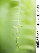 Delicate green plant stem
