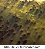 Aerial of Trees in Morning Mist
