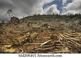 Deforested Area