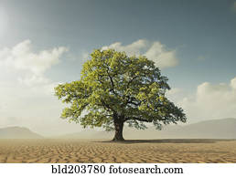 árvore, crescendo, em, deserto