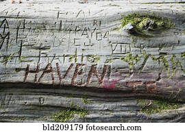 Closes up of names carved in redwood log