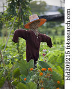 espantalho, em, colheita, campo