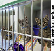 gatinhos, sentando, em, gaiola, em, animal, abrigo