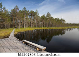 pacata, lago, em, Viru, pântano