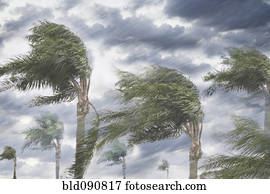 chuva, e, tempestade, ventos, soprando, árvores