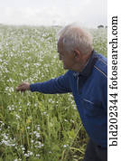 caucasiano, agricultor, examinando, colheita