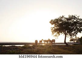 cavalos, ficar, ligado, riverbank