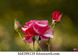 cima, de, cor-de-rosa levantou-se, e, broto rosa