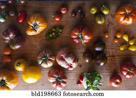 Variety of tomatoes