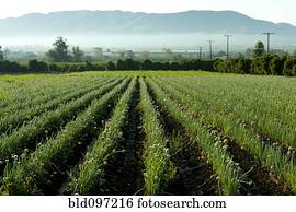 cebolas, crescendo, em, campo