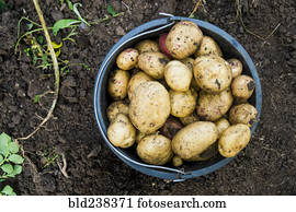 Bucket of potatoes in dirt