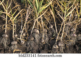 Bulbs laying in soil