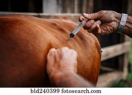 caucasiano, agricultor, injetar, vaca, com, vacina