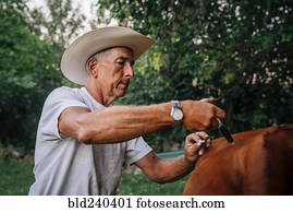 caucasiano, agricultor, injetar, vaca, com, vacina