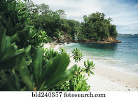 foliage, em, oceânicos, praia