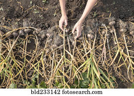 Hands of Caucasian woman arranging bulbs in soil