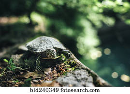 tartaruga, ligado, rocha