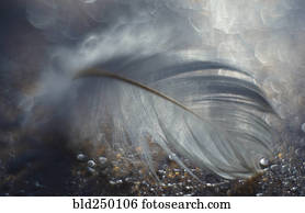 Close up of delicate feather