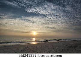 Distant horses on beach at sunset